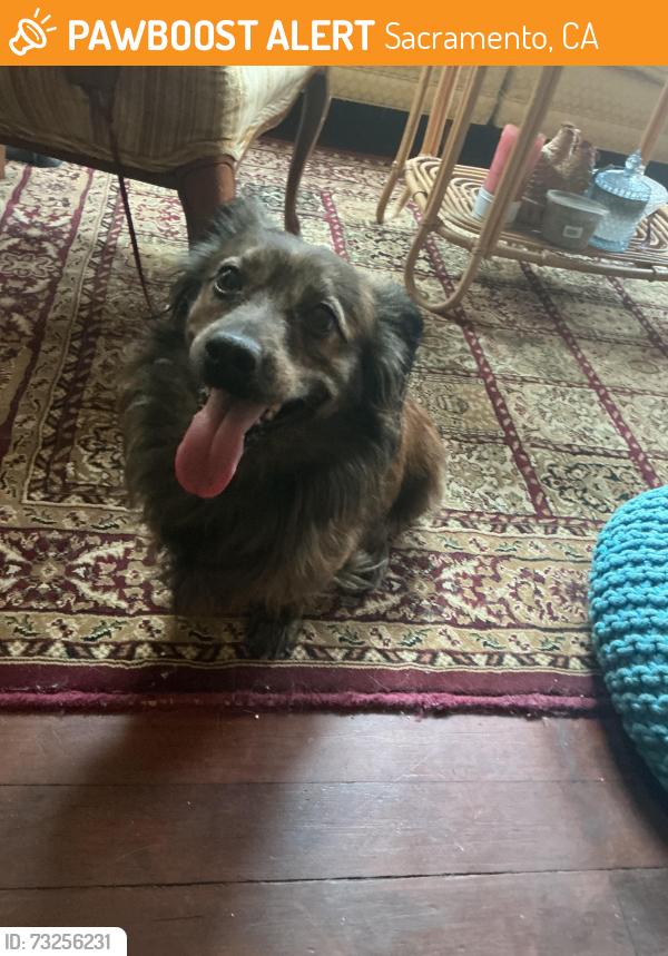 Found/Stray Male Dog last seen Lemon Hill Ave, Sacramento, CA 95824