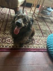 Found/Stray Male Dog last seen Lemon Hill Ave, Sacramento, CA 95824