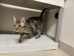Shelter Stray Female Cat last seen STAGG RD, HILLSBOROUGH, NC, 1601 Eubanks Rd, Chapel Hill, NC 27516, USA