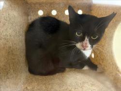 Shelter Stray Unknown Cat last seen , 1601 Eubanks Rd, Chapel Hill, NC 27516, USA