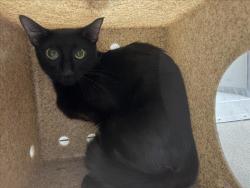 Shelter Stray Unknown Cat last seen , 1601 Eubanks Rd, Chapel Hill, NC 27516, USA