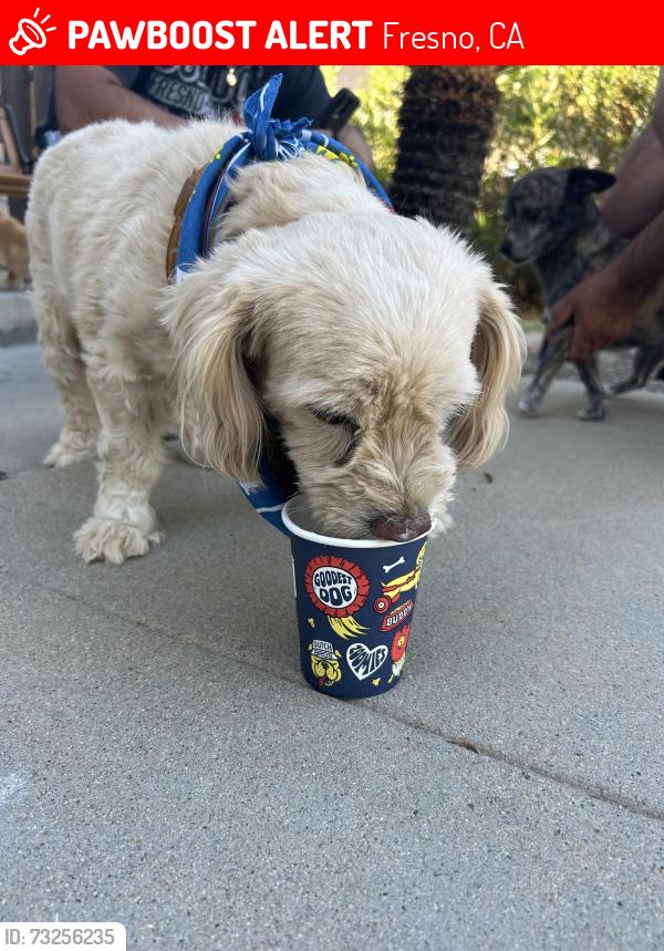 Lost Female Dog last seen Ashland And Marks, Fresno, CA 93705