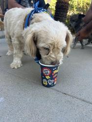 Lost Female Dog last seen Ashland And Marks, Fresno, CA 93705