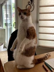 Reunited Male Cat last seen E. Marywood Dr & Meats Ave, Orange, CA 92867