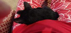 Lost Male Cat last seen Moore's Mill Rd, Atlanta, GA 30327