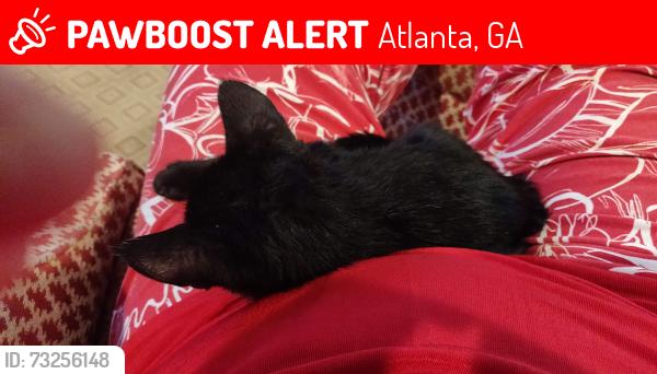 Lost Male Cat last seen Moore's Mill Rd, Atlanta, GA 30327