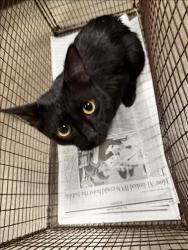 Shelter Stray Female Cat last seen , West Valley Animal Shelter, 20655 Plummer St, Chatsworth, CA 91311, USA