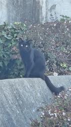 Found/Stray Unknown Cat last seen south san francisco bart, South San Francisco, CA 94080