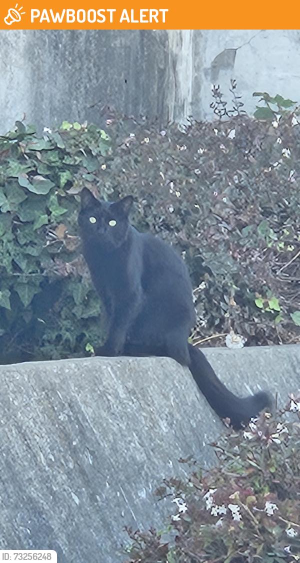 Found/Stray Unknown Cat last seen south san francisco bart, South San Francisco, CA 94080