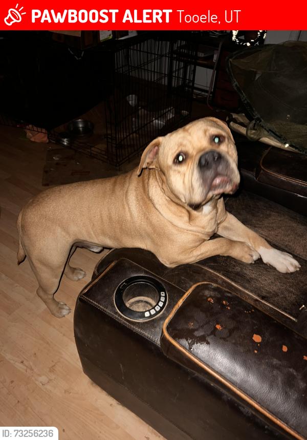 Lost Male Dog last seen Near s 900 w tooele Utah, Tooele, UT 84074