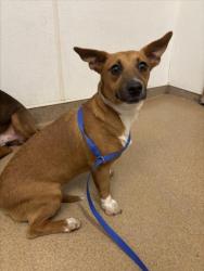 Shelter Stray Female Dog last seen HESPERIAN/TENNYSON, 16 Barnes Ct, Hayward, CA 94544, USA