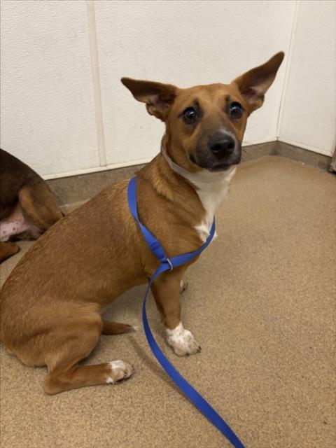 Shelter Stray Female Dog last seen HESPERIAN/TENNYSON, 16 Barnes Ct, Hayward, CA 94544, USA
