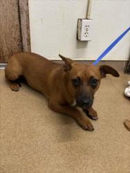 Shelter Stray Female Dog last seen HESPERIAN/TENNYSON, 16 Barnes Ct, Hayward, CA 94544, USA