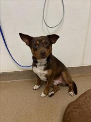 Shelter Stray Male Dog last seen HESPERIAN/TENNYSON, 16 Barnes Ct, Hayward, CA 94544, USA