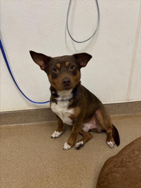 Shelter Stray Male Dog last seen HESPERIAN/TENNYSON, 16 Barnes Ct, Hayward, CA 94544, USA