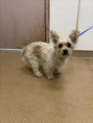 Shelter Stray Female Dog last seen E.11TH, 16 Barnes Ct, Hayward, CA 94544, USA