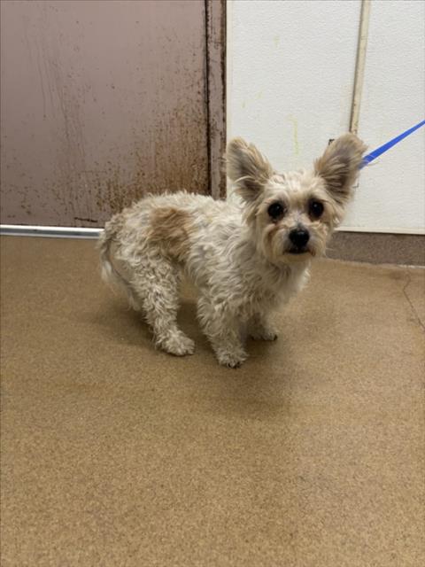 Shelter Stray Female Dog last seen E.11TH, 16 Barnes Ct, Hayward, CA 94544, USA