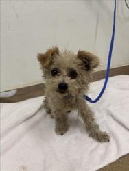Shelter Stray Male Dog last seen E.11TH, 16 Barnes Ct, Hayward, CA 94544, USA