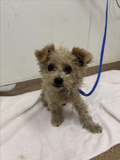 Shelter Stray Male Dog last seen E.11TH, 16 Barnes Ct, Hayward, CA 94544, USA