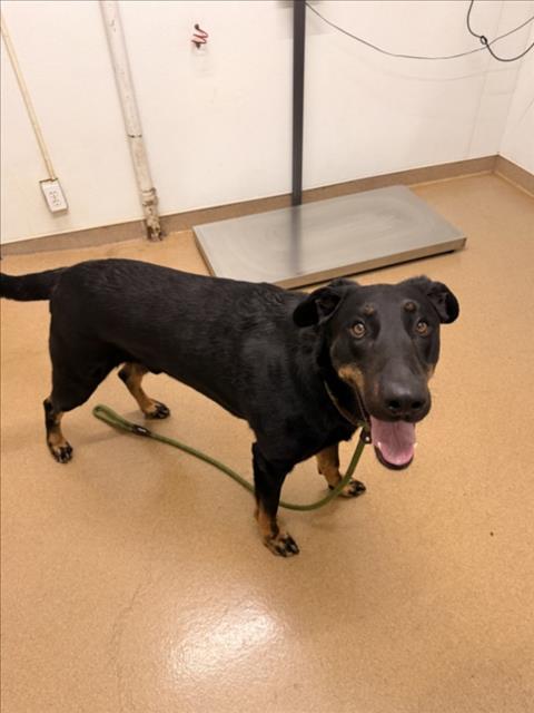 Shelter Stray Male Dog last seen MANON/TENNYSON, 16 Barnes Ct, Hayward, CA 94544, USA