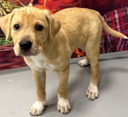 Found/Stray Unknown Dog last seen Located at Rockdale County Animal Service, 1506 Rockbridge Road, Conyers, GA 30012, Conyers, GA 30012