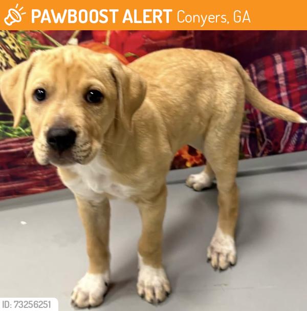 Found/Stray Unknown Dog last seen Located at Rockdale County Animal Service, 1506 Rockbridge Road, Conyers, GA 30012, Conyers, GA 30012