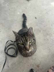 Lost Male Cat last seen Essex Elementary, Essex, MD 21221