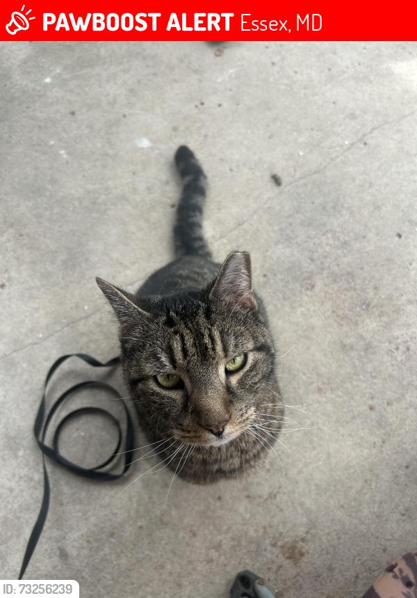 Lost Male Cat last seen Essex Elementary, Essex, MD 21221