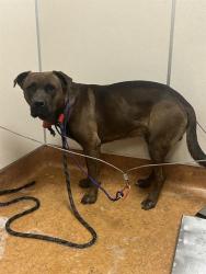 Shelter Stray Male Dog last seen ELVERTA RD/28TH ST, 95843, 3839 Bradshaw Rd, Sacramento, CA 95827, USA