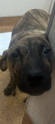 Shelter Stray Male Dog last seen ELVERTA RD/28TH ST, 95843, 3839 Bradshaw Rd, Sacramento, CA 95827, USA