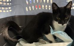 Shelter Stray Female Cat last seen Near fwy at Oakland Ave exit, Oakland, CA, 1101 29th Ave, Oakland, CA 94601, USA