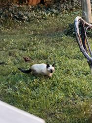 Found/Stray Unknown Cat last seen Near Avondale Ave, Richmond Va, Richmond, VA 23227