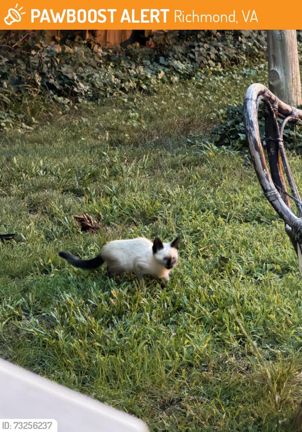 Found/Stray Unknown Cat last seen Near Avondale Ave, Richmond Va, Richmond, VA 23227