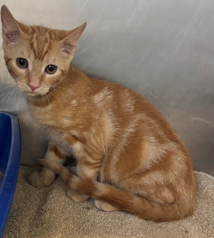 Shelter Stray Female Cat last seen 24th and M, City, CA, 3000 Gibson St, Bakersfield, CA 93308, USA
