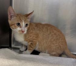 Shelter Stray Male Cat last seen 24th and M, City, CA, 3000 Gibson St, Bakersfield, CA 93308, USA