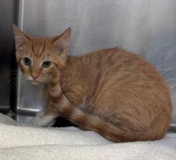 Shelter Stray Male Cat last seen 24th and M, City, CA, 3000 Gibson St, Bakersfield, CA 93308, USA