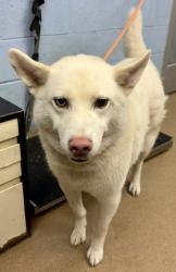 Shelter Stray Male Dog last seen Near Clairmont Road, Chamblee, GA 30341, 30341, GA, 3280 Chamblee Dunwoody Rd, Chamblee, GA 30341, USA