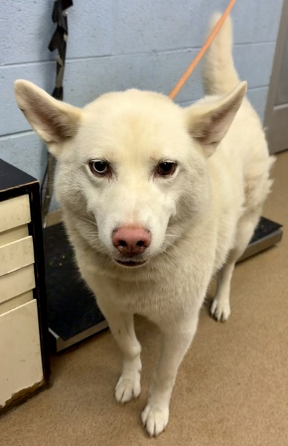 Shelter Stray Male Dog last seen Near Clairmont Road, Chamblee, GA 30341, 30341, GA, 3280 Chamblee Dunwoody Rd, Chamblee, GA 30341, USA
