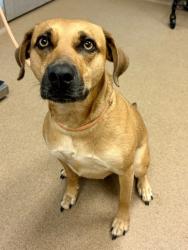 Shelter Stray Female Dog last seen Near Ashford Dunwoody Road Brookhaven, GA 30319, 30319, GA, 3280 Chamblee Dunwoody Rd, Chamblee, GA 30341, USA