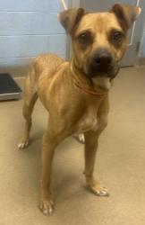 Shelter Stray Male Dog last seen Near Creste Ln, 30035, GA, 3280 Chamblee Dunwoody Rd, Chamblee, GA 30341, USA