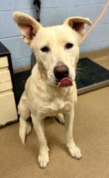 Shelter Stray Female Dog last seen Near Janet Lane, 30035, GA, 3280 Chamblee Dunwoody Rd, Chamblee, GA 30341, USA