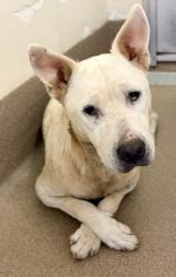 Shelter Stray Female Dog last seen Near Janet Lane, 30035, GA, 3280 Chamblee Dunwoody Rd, Chamblee, GA 30341, USA