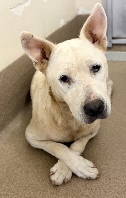 Shelter Stray Female Dog last seen Near Janet Lane, 30035, GA, 3280 Chamblee Dunwoody Rd, Chamblee, GA 30341, USA