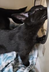 Shelter Stray Male Cat last seen Near Buford Hwy NE, Atlanta, GA, 30345, GA, 3280 Chamblee Dunwoody Rd, Chamblee, GA 30341, USA