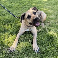 Shelter Stray Female Dog last seen Near Tesla Rd, LIVERMORE, CA, 94550, 8323 Baldwin St, Oakland, CA 94621, USA