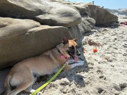 Shelter Stray Female Dog last seen Near L Street, San Diego, CA, 92102, 5500 Gaines St, San Diego, CA 92110, USA