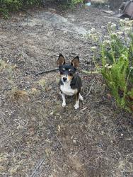 Lost Female Dog last seen Bates Nut Farm, Valley Center, CA 92082