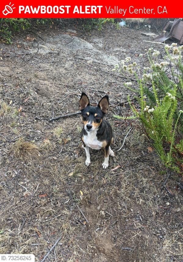Lost Female Dog last seen Bates Nut Farm, Valley Center, CA 92082