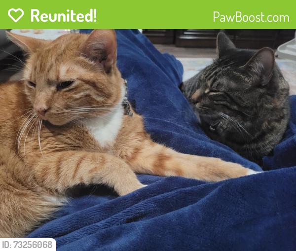 Reunited Male Cat last seen Danbury CT arlington, Arlington, TX 76016