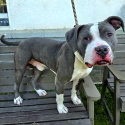 Found/Stray Male Dog last seen Near West San Antonio Drive, Long Beach, CA 90807, USA, Long Beach, CA 90807